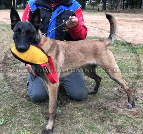 The Best Dog Toys for Big Dogs